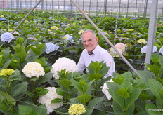 Jaap Stelder, directeur Agriom, toont in de showkas de nieuwe snijhortensia Royal Highness